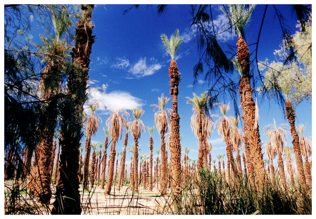 12 - Palm Spring (5).jpg